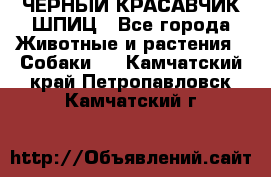 ЧЕРНЫЙ КРАСАВЧИК ШПИЦ - Все города Животные и растения » Собаки   . Камчатский край,Петропавловск-Камчатский г.